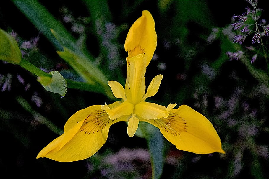 iris, yellow, flower, spring, nature, bloom, blossom, plant HD wallpaper