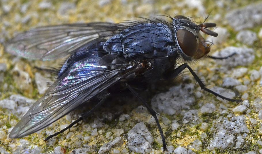 insect, fly, bluebottle, wildlife, macro, animal themes, one animal HD wallpaper