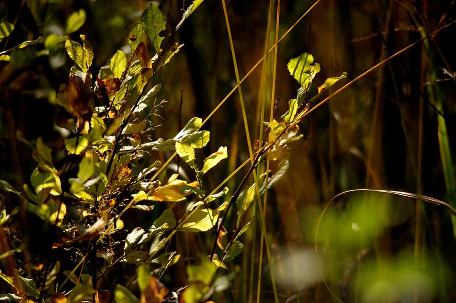 forest, nature, landscape, green, autumn, flora, brown, plant HD wallpaper