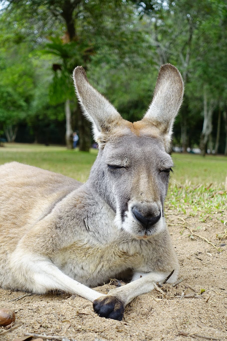 kangaroo, animals, australia, mammal, animal themes, one animal HD wallpaper