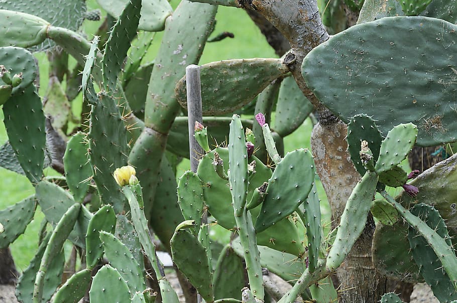green, plant, cactus, growth, green color, leaf, plant part HD wallpaper