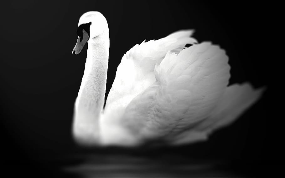 Swan, Bird, Swim, Aesthetic, Sublime, white, feather, water bird, HD wallpaper