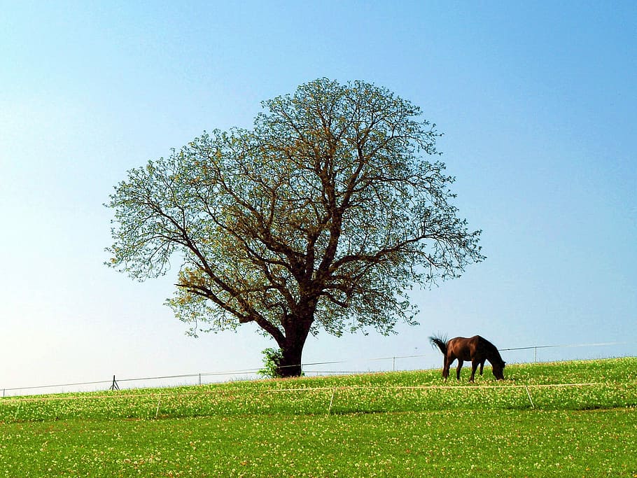 Horse, Tree, Pasture, animal, one animal, sky, grass, plant HD wallpaper