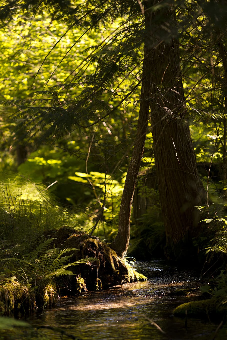 forest, stream, tree, nature, water, river, green, natural HD wallpaper