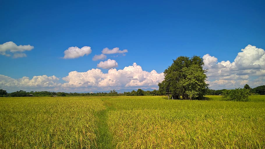 view, countryside, field, plant, landscape, sky, environment HD wallpaper