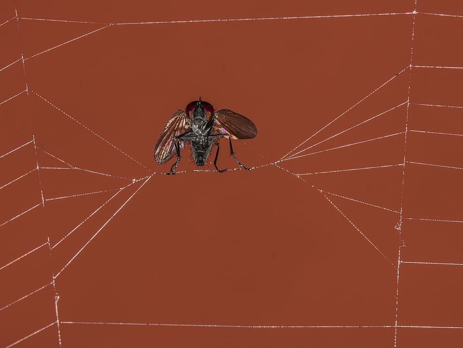 fly, trapped, spiderweb, cobweb, prey, wild, attack, nature HD wallpaper