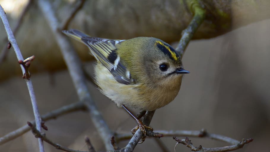 mysikrólik, the smallest, russian bird, animal, animal themes HD wallpaper