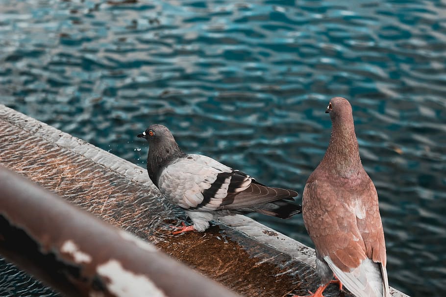Pigeon Thirst, two gray and brown pigeons, bird, dove, turtle dove HD wallpaper
