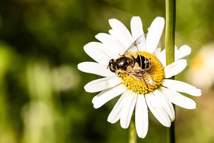 hoverfly, eristalis tenax, mist bee, mud bee, on the flower seats HD wallpaper
