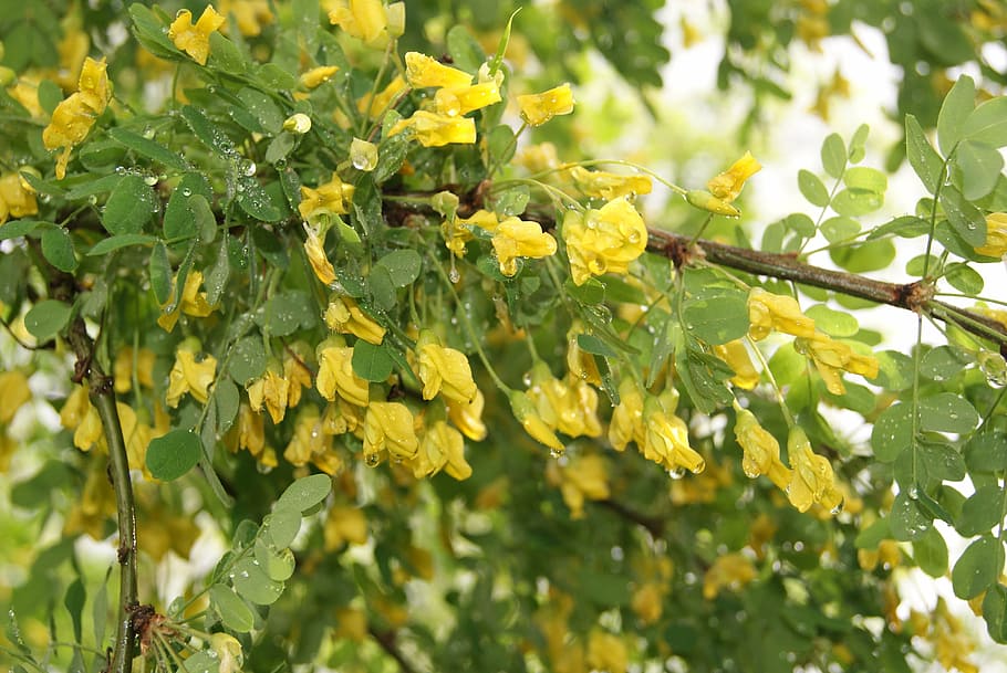 nature, yellow acacia, spring, tree, trees, green leaves, living nature HD wallpaper