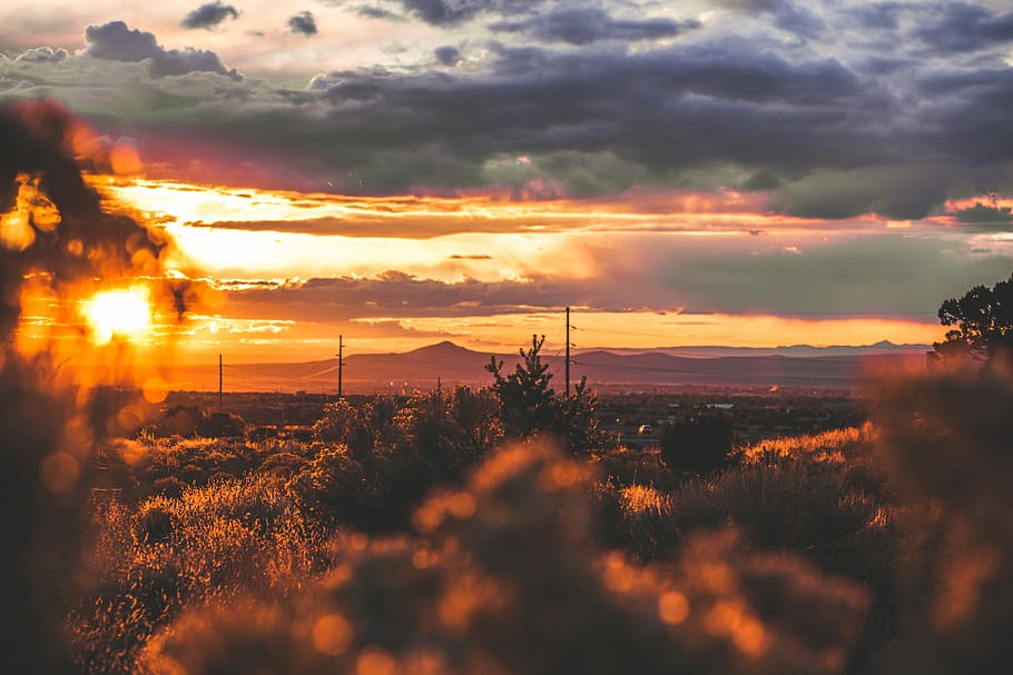 trees under gray sky during golden hour, golden hour photo of trees far from mountin HD wallpaper