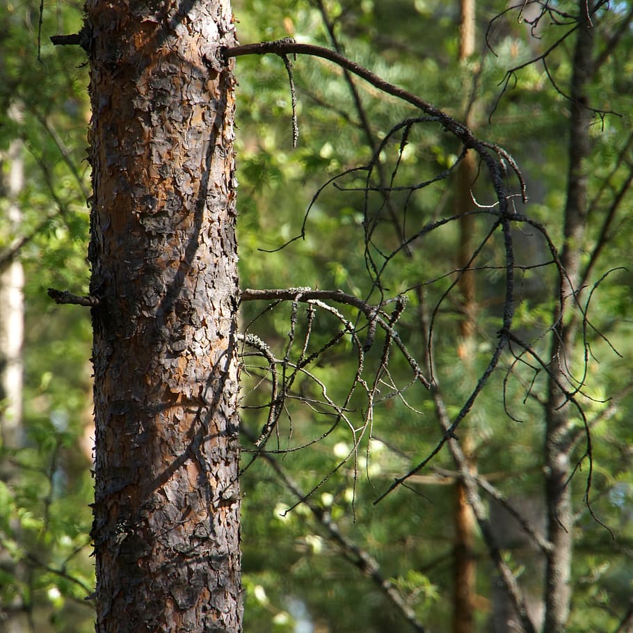 pine, frame, bark, conifer, tree, branches, a needleless, plant HD wallpaper