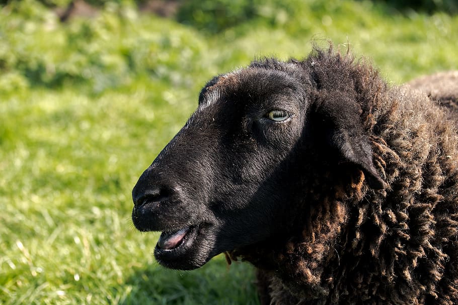 HD wallpaper black and brown animal sheep black sheep head face chew   Wallpaper Flare