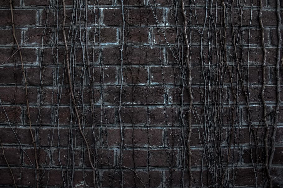 dead plants, wall, dark, old, branch, vintage, brick wall, dramatic HD wallpaper