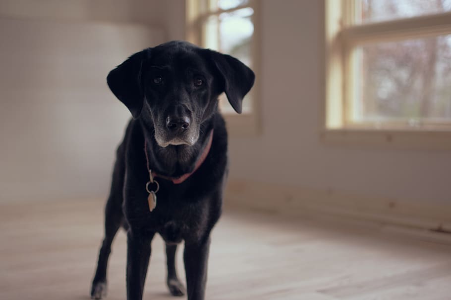 shallow focus photography of adult black Labrador retriever, senior dog, HD wallpaper