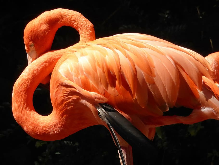 flamingo, red, plumage, neck, feather, bird, wildlife, animal HD wallpaper
