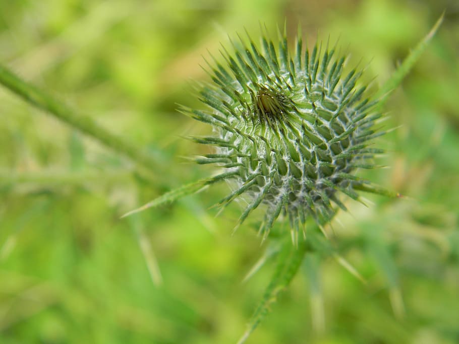 Thistle, Nature, Spines, plant, green color, no people, growth HD wallpaper
