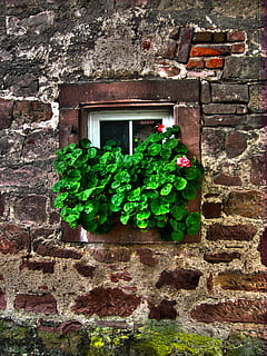 green leaf plants on white wooden glass panel windowpane, wall HD wallpaper