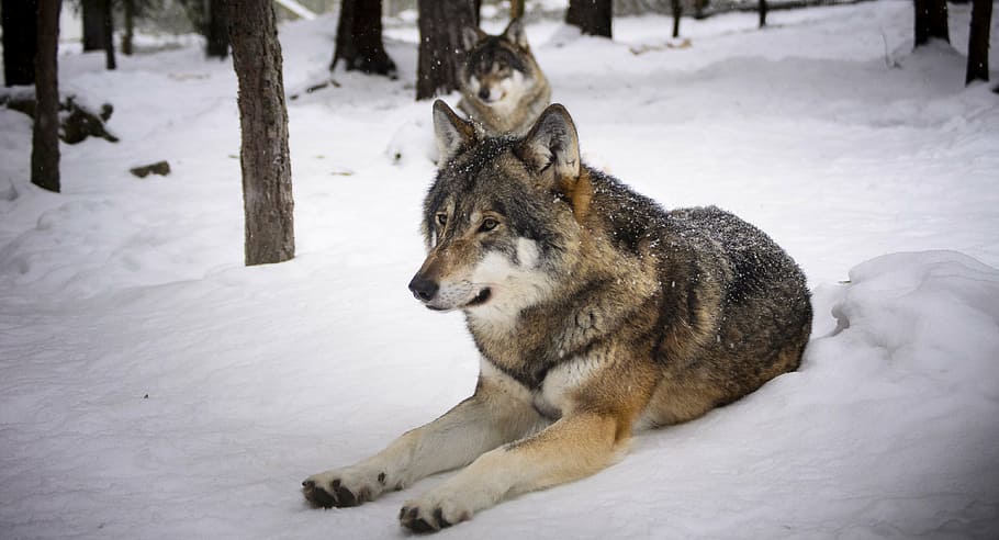 two brown wolves in snow terrain, predators, wolf, winter, zoo, HD wallpaper