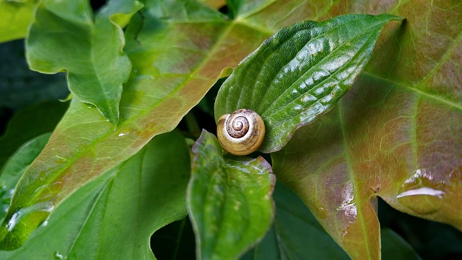 pinto, leaf, green, plant part, animal themes, animal wildlife HD wallpaper