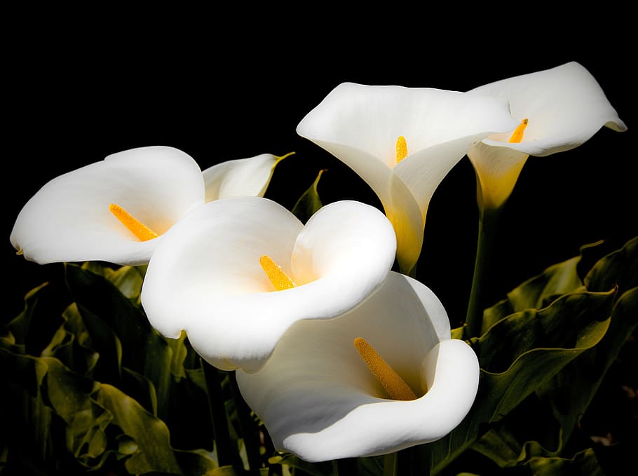 calla lilies, white, blossom, bloom, flower, lily family, nature, HD wallpaper