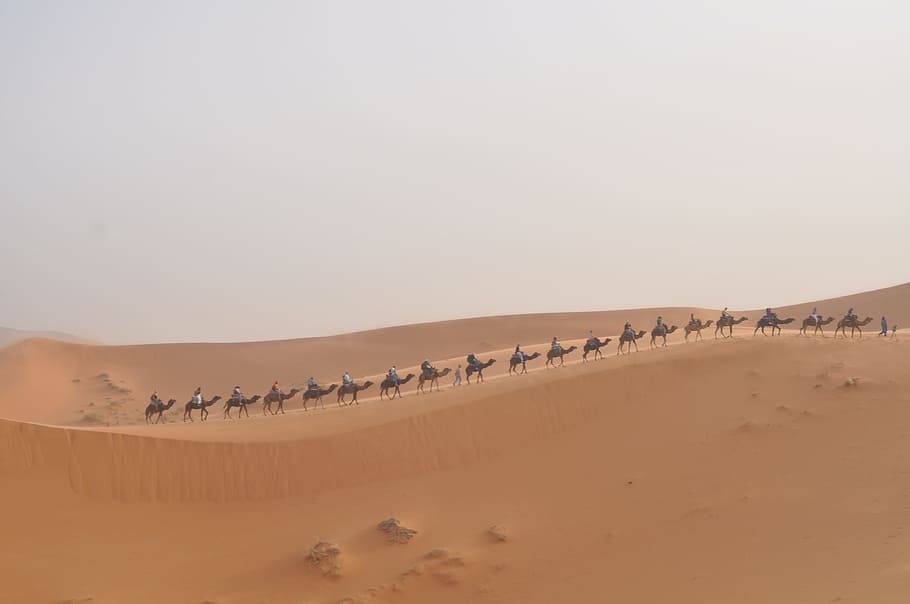 Sahara, Camels, Morocco, Dunes, Desert, sand Dune, nature, landscape, HD wallpaper