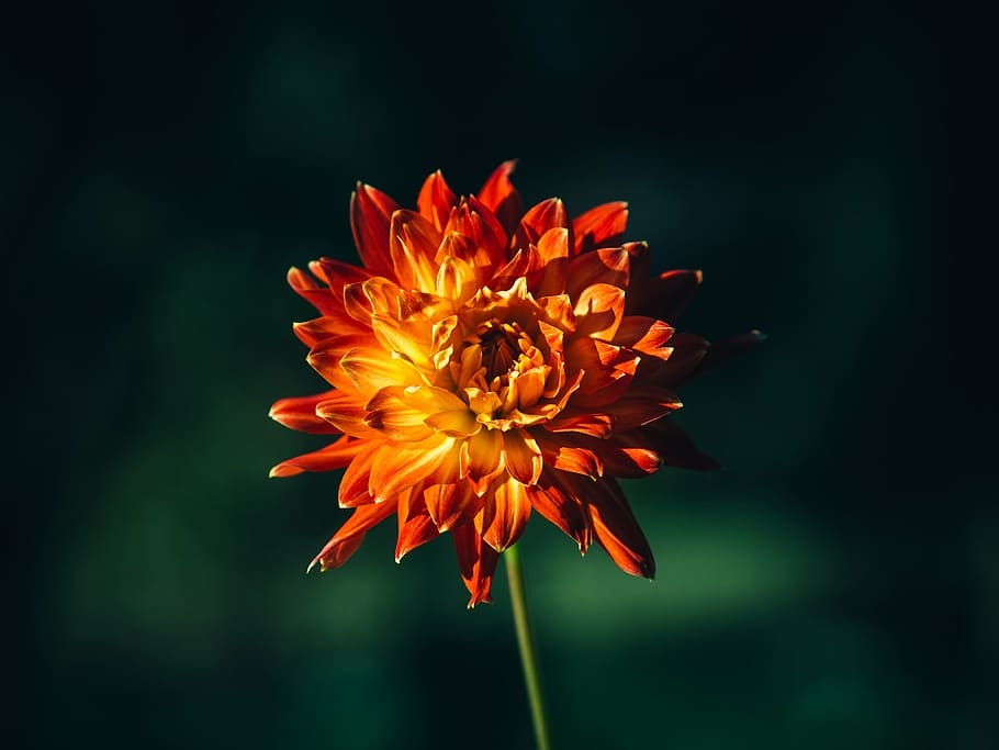 close up photo of orange dahlia flower, selective, focus, photography HD wallpaper