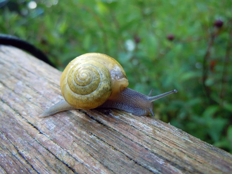 snail, close, macro photography, mollusk, animal wildlife, invertebrate HD wallpaper