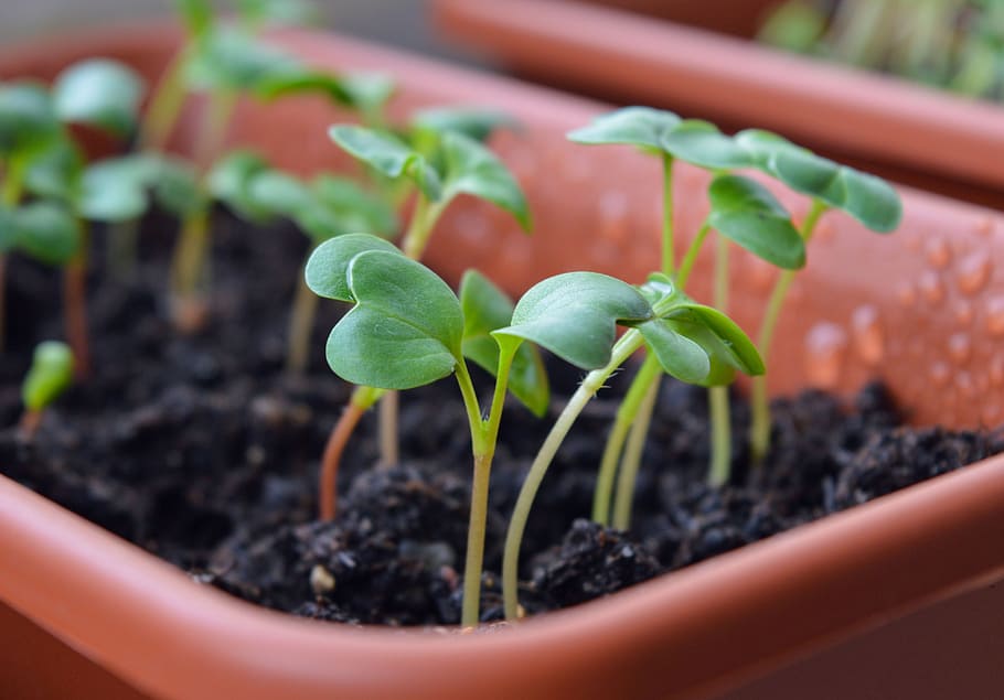 close up photo of brown plastic planter and green seedlings, radish sprouts