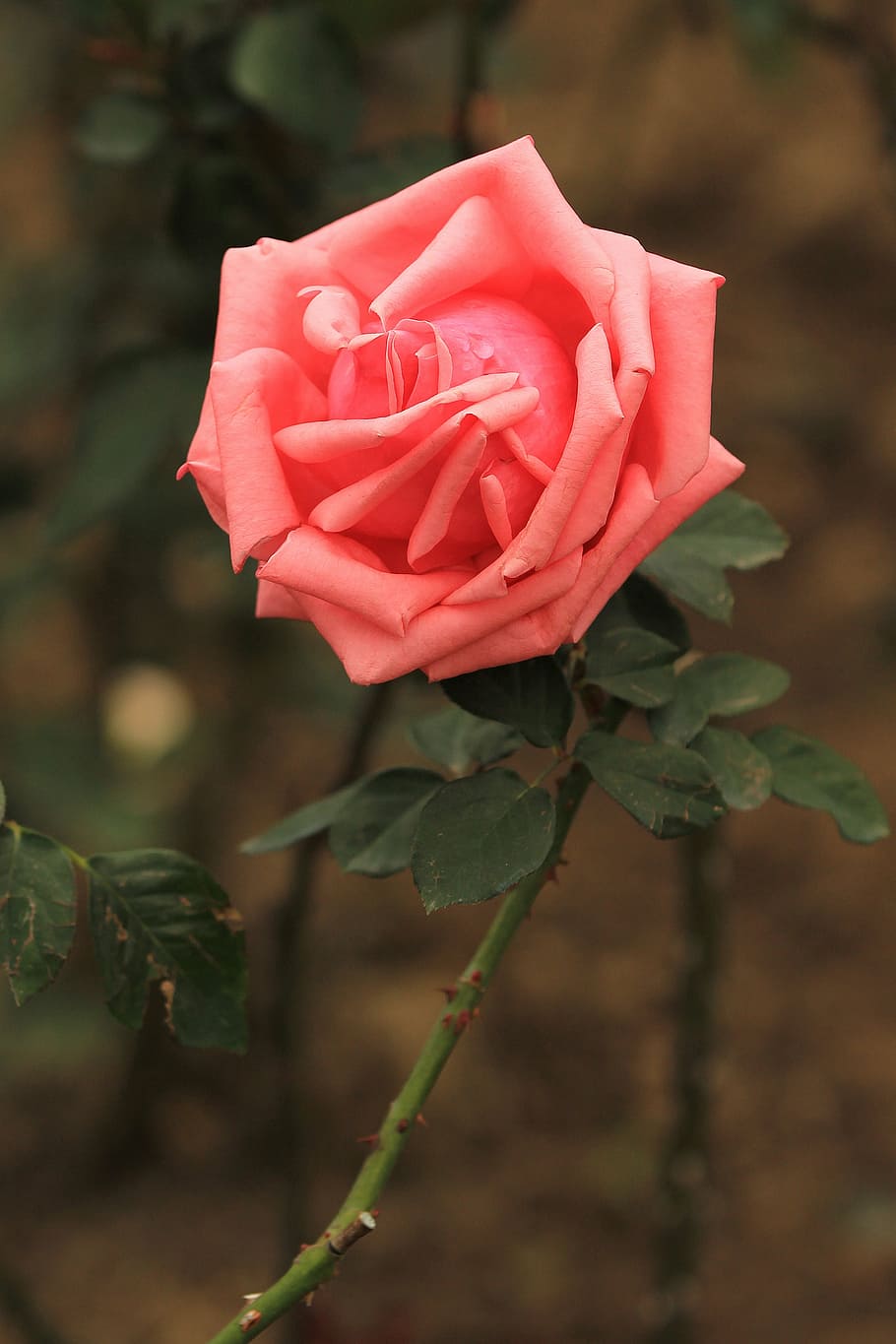 rose, flowers, macro, rose - Flower, nature, red, petal, flowering plant HD wallpaper