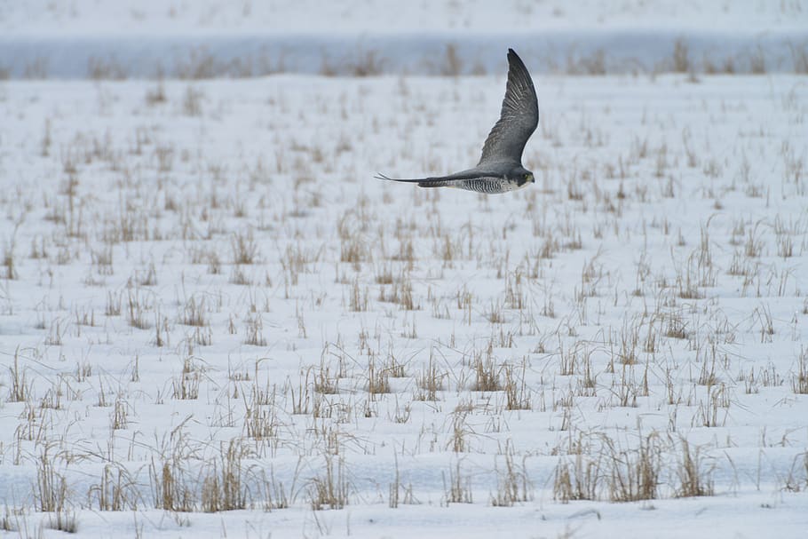 winter, snow, bird, cold temperature, animal themes, animals in the wild HD wallpaper