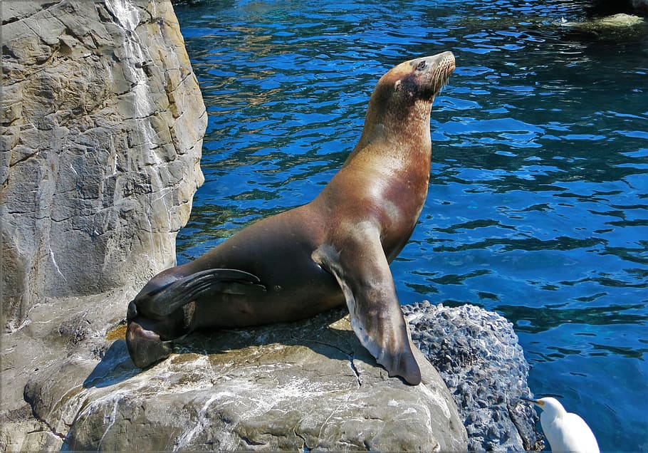 HD wallpaper: Rock, Robben Island, Florida, sea Lion, seal - Animal, mammal  | Wallpaper Flare