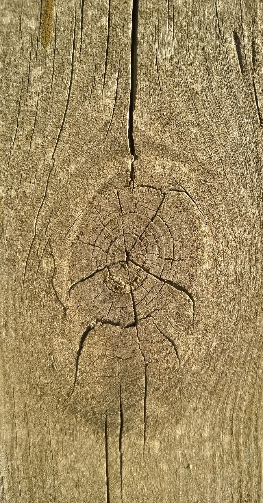 pattern, tree, nature, old, texture, wood, cracked, textured HD wallpaper