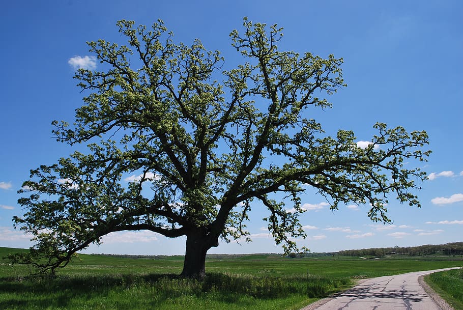 green leafed tree beside pathway, spring, oak, road, nature HD wallpaper