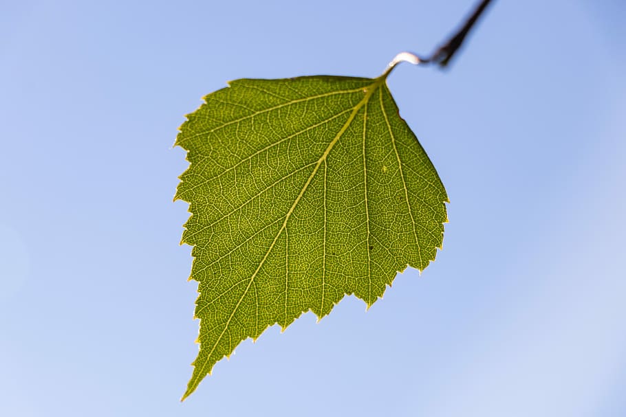 sheet, sky, green, blue sky, nature, leaves, clear day, summer HD wallpaper
