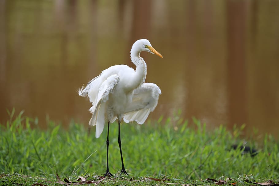 heron, white, great, bird, wild, natural habitat, tropical birds HD wallpaper