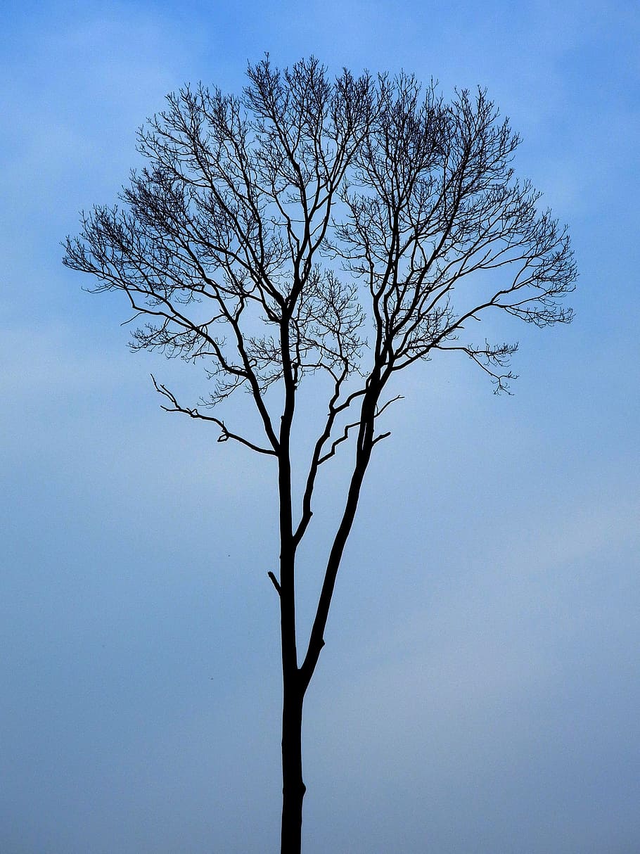 tree, evening, silhouette, nature, sunset, solitude, bare tree HD wallpaper
