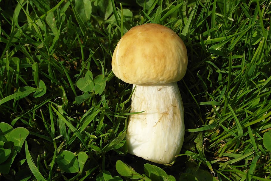 boletus, mushroom, small, plant, growth, green color, vegetable