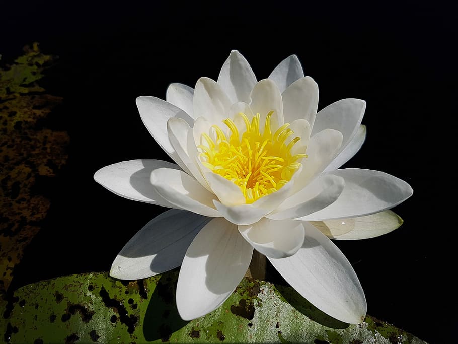 HD wallpaper: close-up photography of white lotus flower, water lily ...