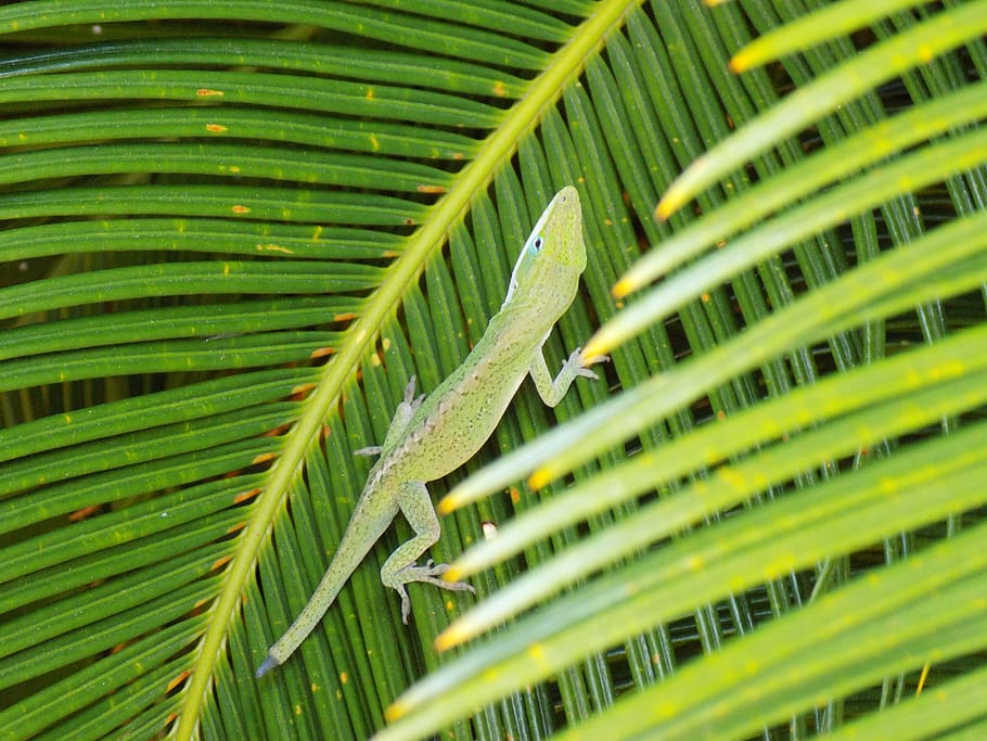 nature, animals, lizard, leaf, green color, plant part, growth HD wallpaper