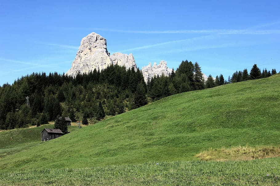 green pine tree near mountain at daytime, nature, landscape HD wallpaper