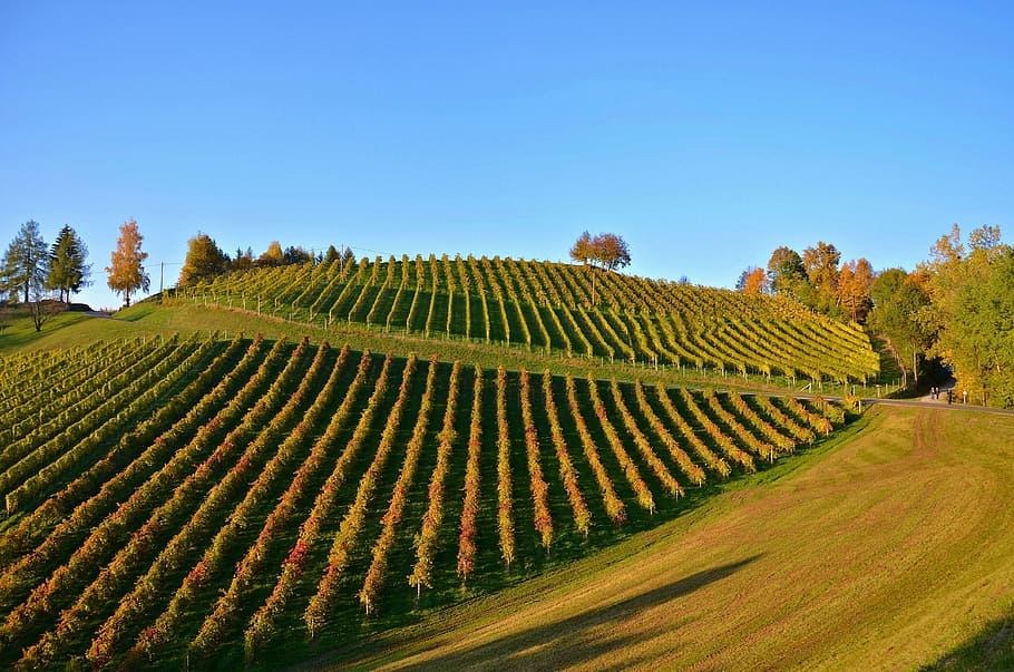 Vineyard, autumn, autumn landscape, nature, sky, agriculture