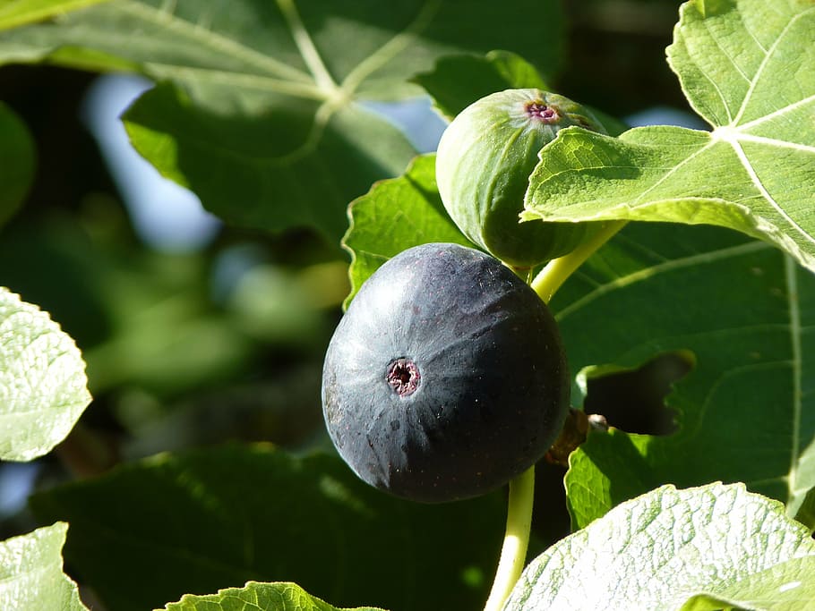 fig, close, fruit, plant, ripe, plant part, leaf, healthy eating HD wallpaper