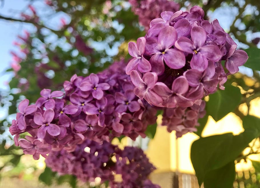 lilac, may, spring, bush, plants, beauty, nature, landscape HD wallpaper