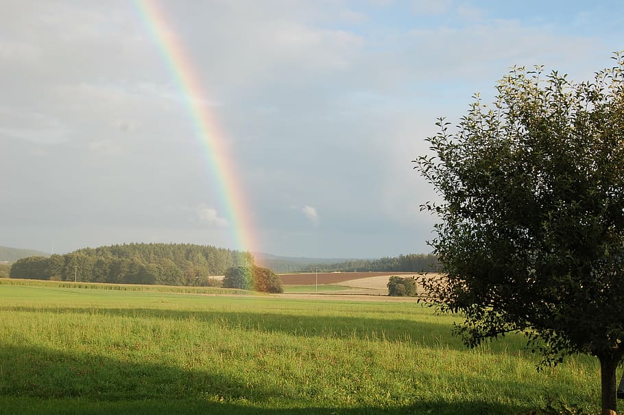 rainbow, meadow, light, nature, sky, mood, natural spectacle HD wallpaper