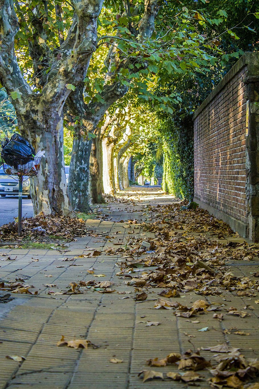 street, trees, leaves, autumn, walk, path, branches, dry leaf, HD wallpaper