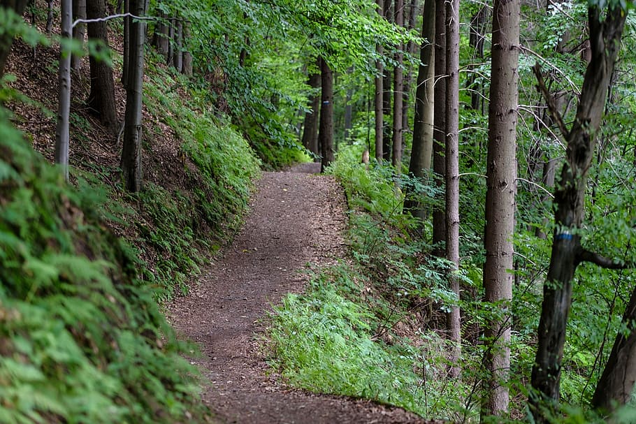 brown, forest, tree, hiking trail, forest road, lumberjack HD wallpaper