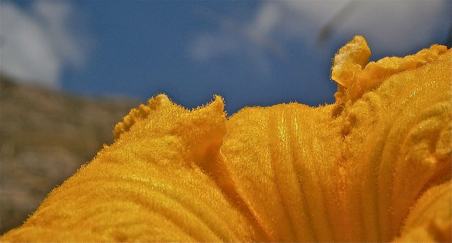 flower, pumpkin, nature, vegetable, summer, plant, yellow, close-up HD wallpaper