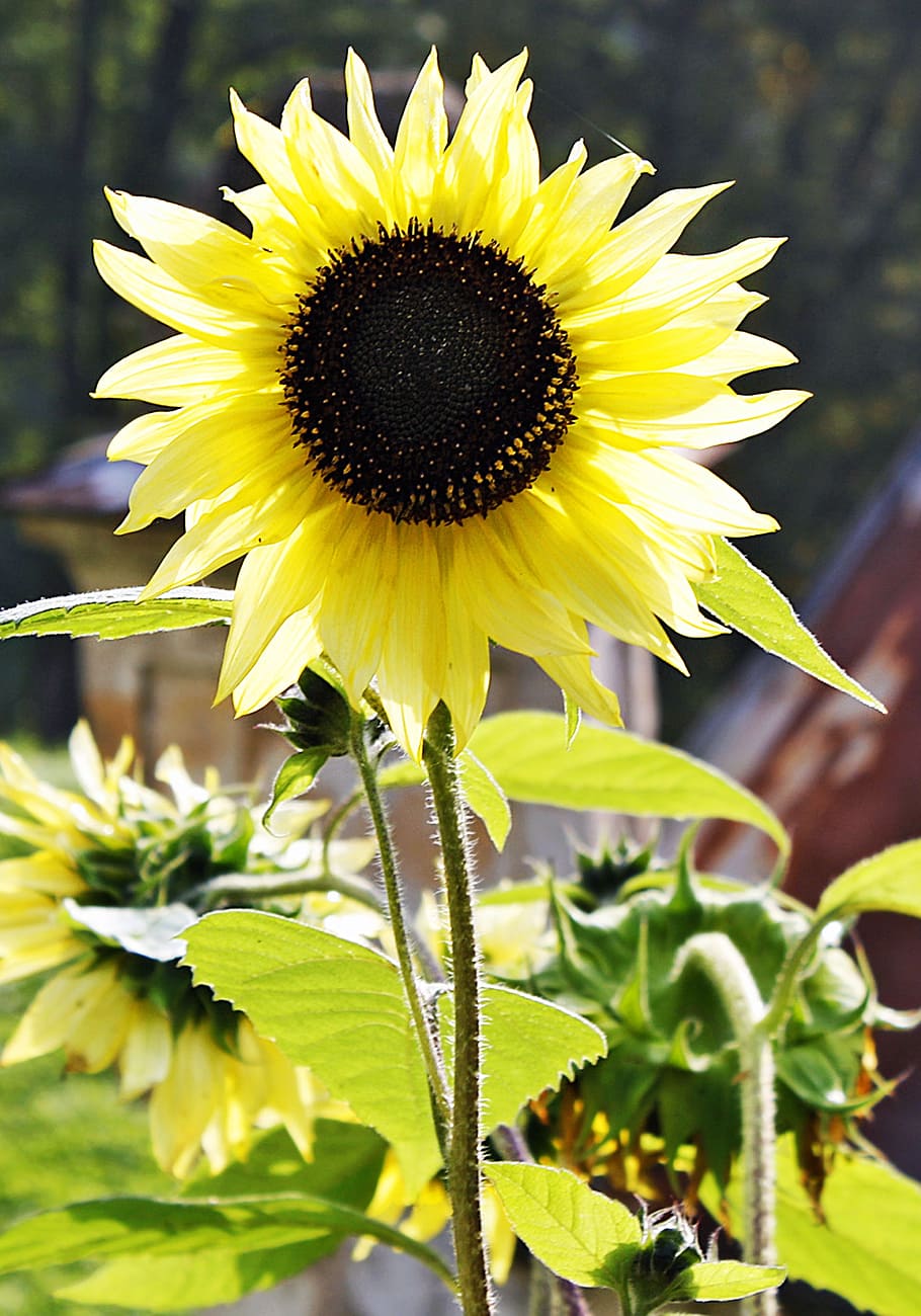 sunflower, yellow, flowering plant, flower head, growth, fragility HD wallpaper