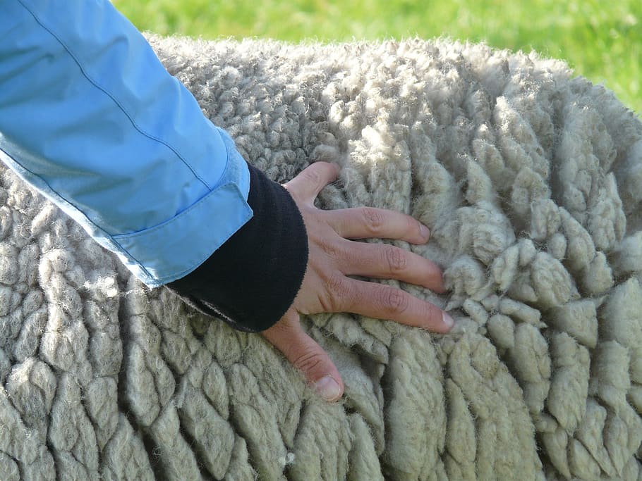 sheepskin, fur, sheep's wool, stroke, fluffy, soft, rhön sheep